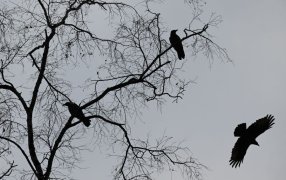 Цитаты и стихи о ноябре русских поэтов и писателей / Александр Кряжев/РИА Новости Цитаты и стихи о ноябре русских поэтов и писателей / Александр Кряжев/РИА Новости