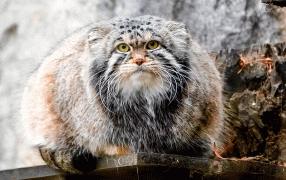 Манул Тимофей приступил к летней 'разжировке' / Пресс-служба Департамента культуры города Москвы