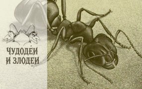 Публикуем работы, присланные на конкурс рассказов в духе русской гофманиады «Чудодеи и злодеи» / Муравей. Мауриц Корнелис Эшер / wikiart.org
