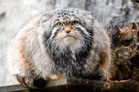 Манул Тимофей приступил к летней 'разжировке' / Пресс-служба Департамента культуры города Москвы