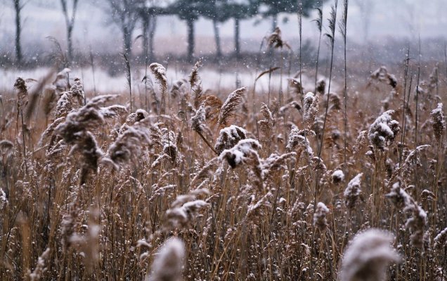 10 стихов русских поэтов о первом снеге / свободные источники