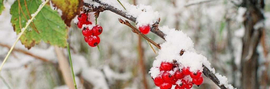 10 стихов русских поэтов о первом снеге23