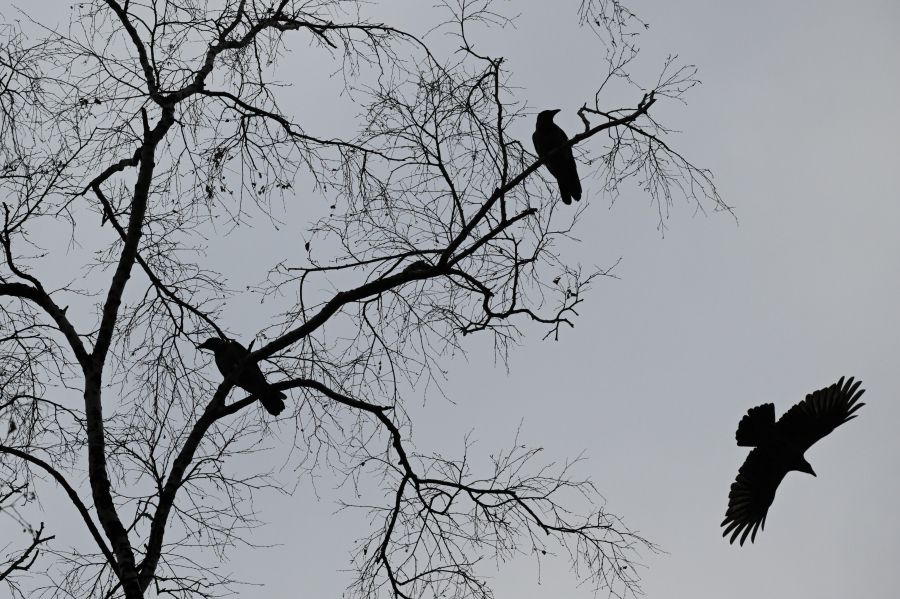 Цитаты и стихи о ноябре русских поэтов и писателей / Александр Кряжев/РИА Новости Цитаты и стихи о ноябре русских поэтов и писателей / Александр Кряжев/РИА Новости